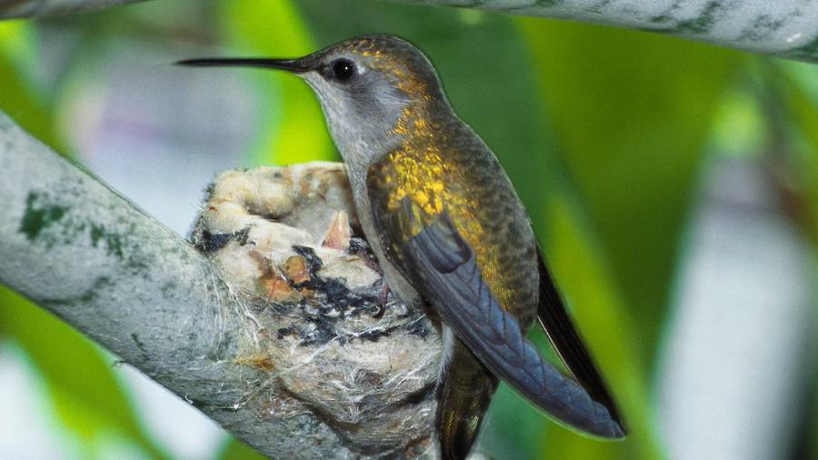 Arousing Admiration: The Charm of Hummingbirds