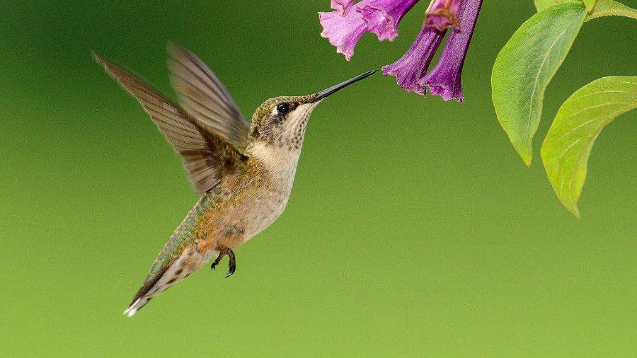 Arousing Admiration: The Charm of Hummingbirds