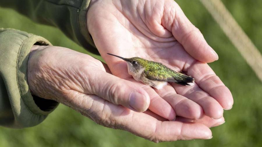 Arousing Admiration: The Charm of Hummingbirds