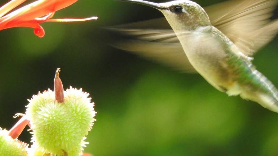 $!Arousing Admiration: The Charm of Hummingbirds