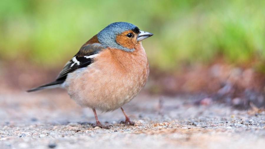 If You’re Feeling Stressed and Anxious, Research Says: Feed the Birds